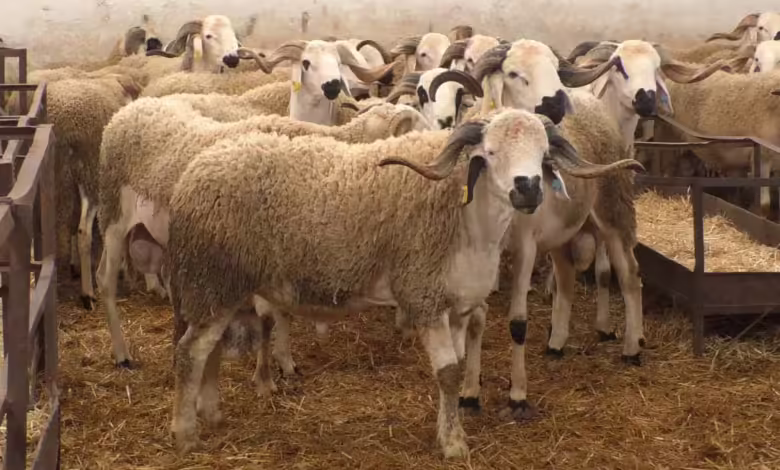 بيع الاضاحي