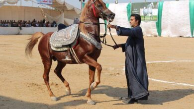 مهرجان الشرقية للخيول العربية الأصيلة