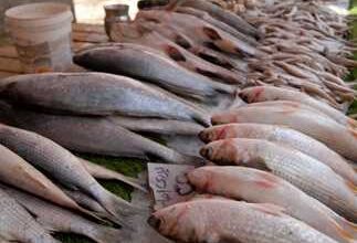 أسعار السمك