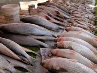 أسعار السمك