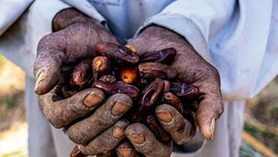 موسم حصاد البلح الأسوانى