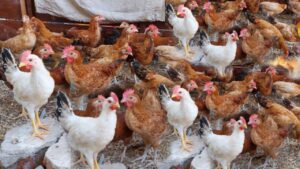 أسعار الدواجن 