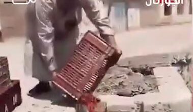 شباب بيرموا الطماطم