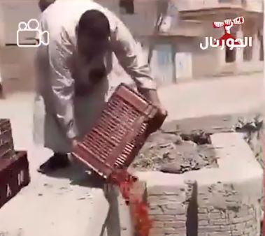 شباب بيرموا الطماطم