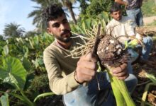 حصاد القلقاس