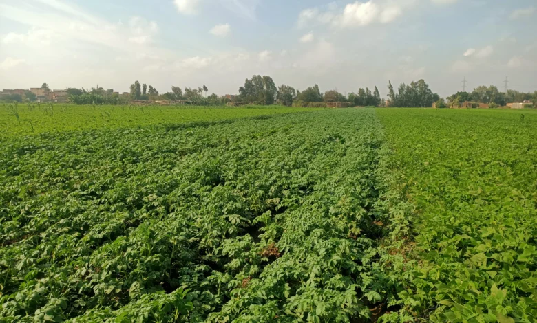 محصول البطاطس