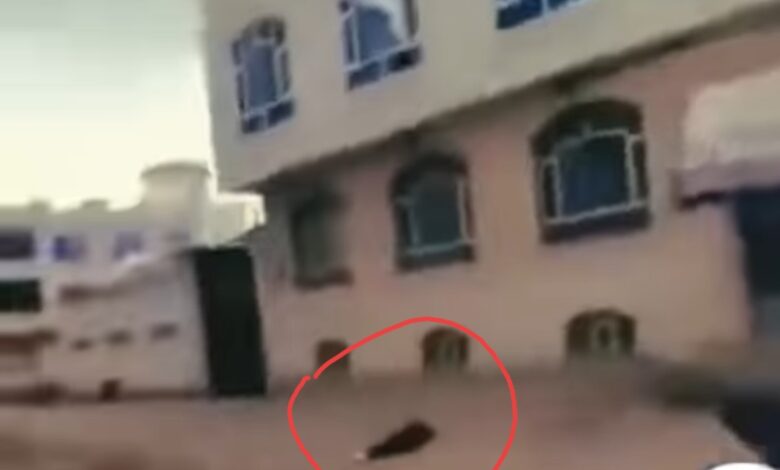 آية عادل