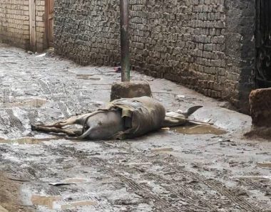 واقعة الصعق الكهربائي في البدرشين