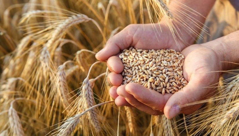 زيادة القمح 