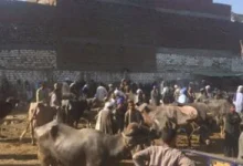 شراء جاموسة