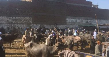 شراء جاموسة